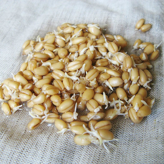 Пророщенная пшеница и ее польза